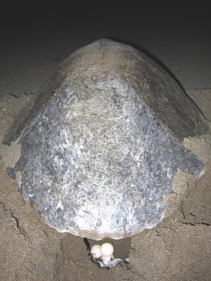 Olive Ridley Sea Turtle