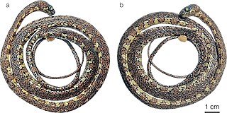 <i>Sibon irmelindicaprioae</i> Species of snake