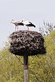 Two storks in Nederland