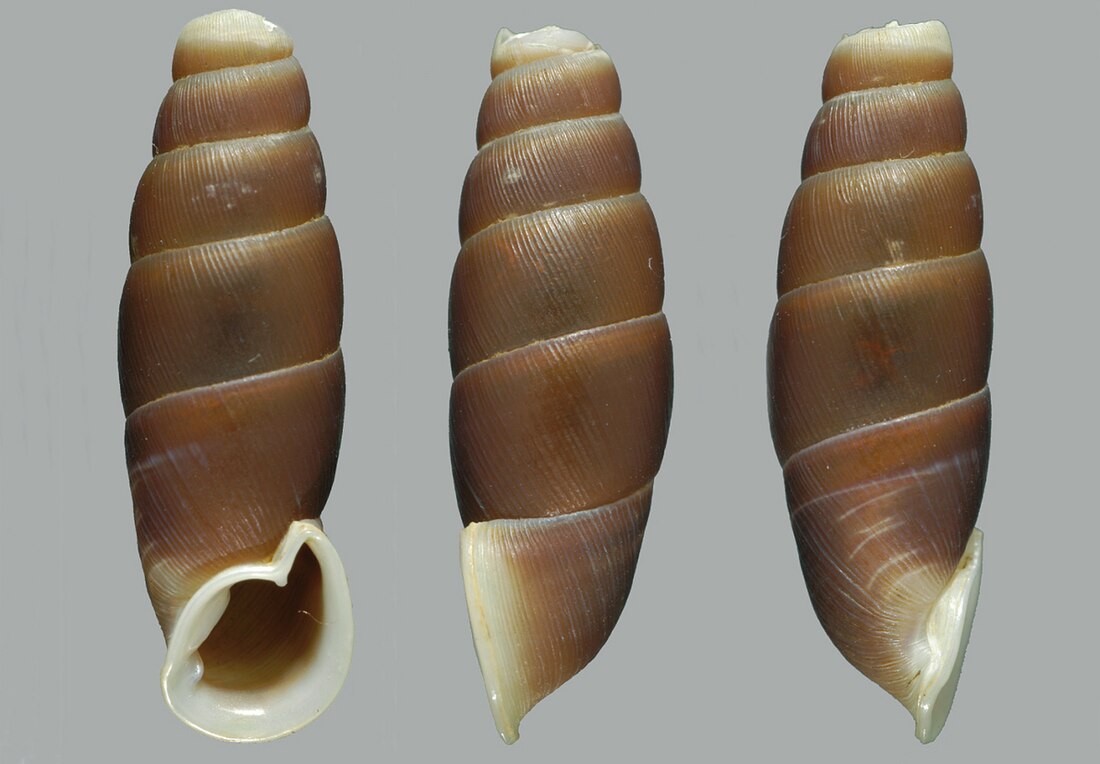 Oospira duci