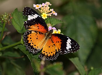 ডানা খোলা অবস্থায়