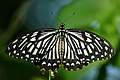 Open wing position of Papilio clytia, Form Dissimilis, Linnaeus, 1758 - Common Mime WLB.jpg