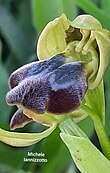 Ophrys fusca subsp. obaesa.jpg