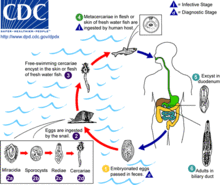 Lifecycle of Opisthorchis Opisthorchis LifeCycle.gif