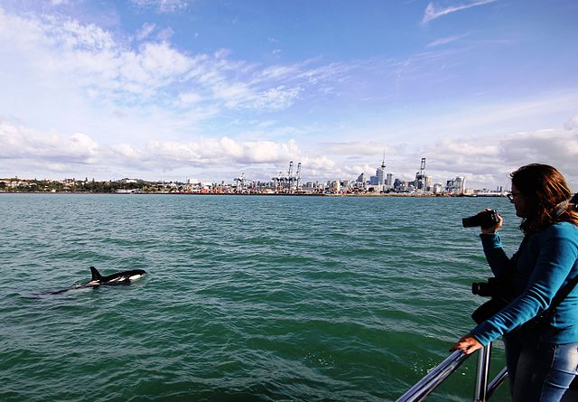 An orca swims in Waitematā Harbour, with Auckland CBD in the background.