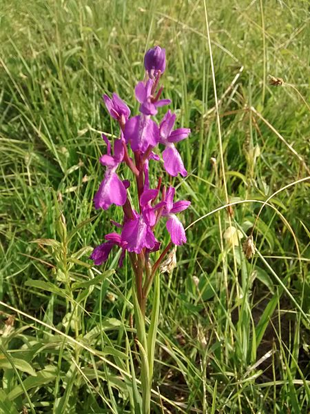 File:Orchis-palustris.jpg