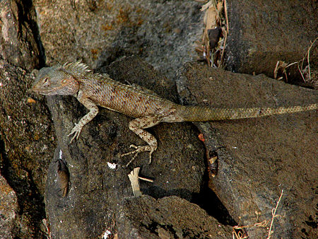 Oriental Garden Lizard, India.jpg