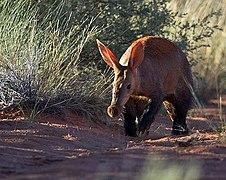 Orycteropus afer (Tubulidentata)