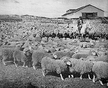 Local sheep ranch, 1942. Sheep, the most important part of the economy by the turn of the 20th century, have been eclipsed by the decline in the global wool market and the rise in petroleum extraction. Ovejas afuera de un galpon de esquila SETF.jpg