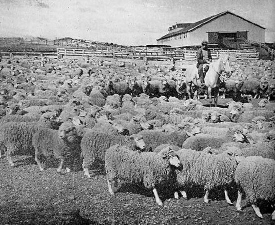 Local sheep ranch, 1942. Sheep, the most important part of the economy by the turn of the 20th century, have been eclipsed by the decline in the globa