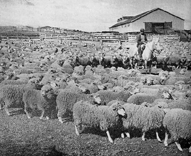 Local sheep ranch, 1942. Sheep, the most important part of the economy by the turn of the 20th century, have been eclipsed by the decline in the globa