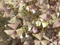 Oxalis triangularis1.jpg