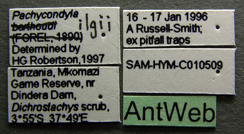 File:Pachycondyla ilgii sam-hym-c010509a label 1.jpg