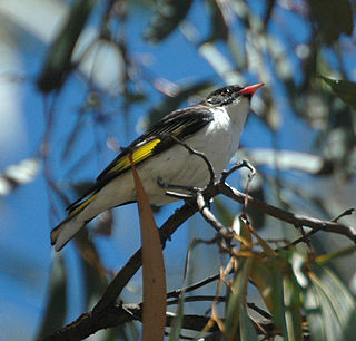 Painted honeyeater species of bird