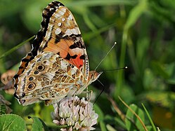 Vanessa cardui, Flügelunterseite