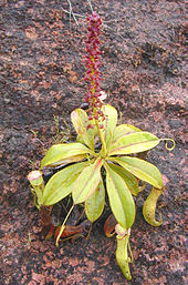 Nepenthes mirabilis in a road cut in Palau. Showing habit and habitat. Palau pitcher plant.jpg