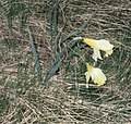 Narcissus pseudonarcissus subsp. pallidiflorus