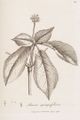 Panax quinquefolium L.jpg