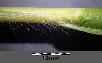 Stem with hairy leaf sheath