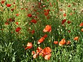 Papaver Appia Antica, Rome.