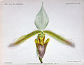 Paphiopedilum dayanum (as syn. Cypripedium dayanum) plate Cypripedium 16 in: A.Cogniaux & A.Goossens: Dictionnaire iconographique des orchidées, (1896-1907)