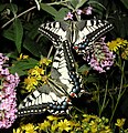 Papilio machaon - ComputerHotline (by).jpg