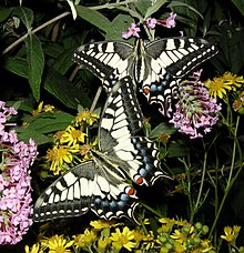 Papilio machaon - ComputerHotline (by).jpg