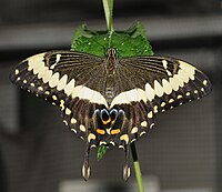 Papilionidae.