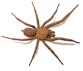 <i>Paratropis</i> Genus of spiders