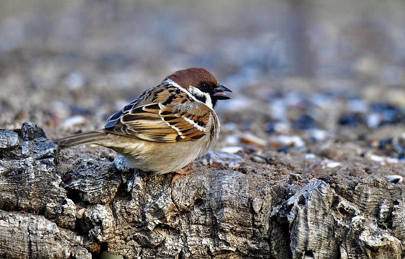 File:Pardal-montês, Eurasian Tree Sparrow (52034899470).jpg