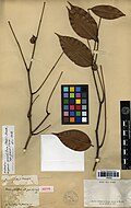Parivoa grandiflora Aubl.  sn MNHN P-P00835933.jpg