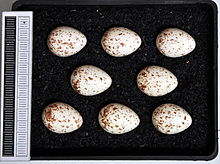 Eggs, Collection Museum Wiesbaden Parus major MWNH 2290.JPG