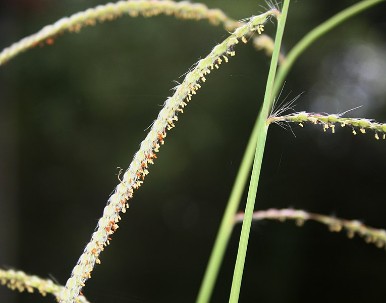 File:Paspalum urvillei, raseem met blompakkies, Buffelsdrift, b.jpg