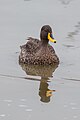 * Nomeamento Yellow-billed duck (Anas undulata), Lake Mburo National Park, Uganda --Poco a poco 11:34, 18 May 2024 (UTC) * Promoción  Support Good quality.--Tournasol7 11:54, 18 May 2024 (UTC)