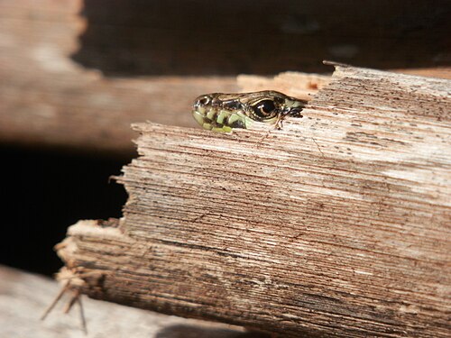 Podarcis filfolensis peeping out from a dry Arundo donax Photograph: Simongozo