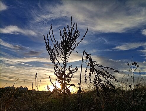 Artemisia vulgaris in the sunset, Prague, Czech Republic