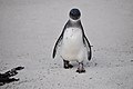 * Nomination: Penguins at Boulders Beach, South Africa, in 2018. --Jopparn 13:01, 2 October 2018 (UTC) * Review I think that this is a really good shot. However, the brightness could be improved and the shadows could be brightened a bit. Could you try, please? --Basotxerri 19:38, 2 October 2018 (UTC)