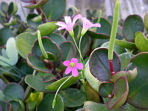 Beskrivelse af Peperomia clusiifolia.jpg-billedet.