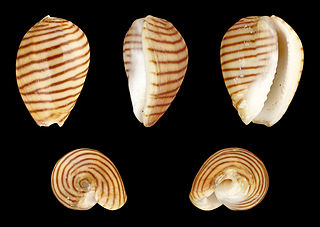 <i>Persicula cingulata</i> Species of gastropod