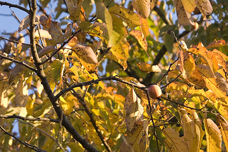 Tập_tin:Persimmon.jpg