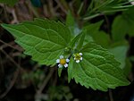 Peruvian daisy. 
 JPG