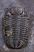 Fossil of the Devonian trilobite Phacops rana Phacops rana.jpg