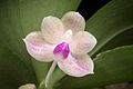 Phalaenopsis javanica