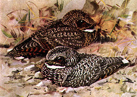 Common Poorwill, Phalaenoptilus nuttallii. Nominate race in foreground, Dusky Poorwill, Phalaenoptilus nuttalli californicus, in background. Phalaenoptilus nuttalliiDF28N04B.jpg