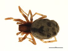 Phantyna bicornis 1.jpg