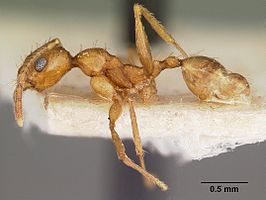 Pheidole prelli