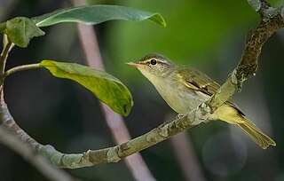 <span class="mw-page-title-main">Philippine leaf warbler</span> Species of bird