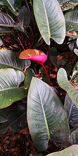 <i>Philodendron erubescens</i> Species of vine