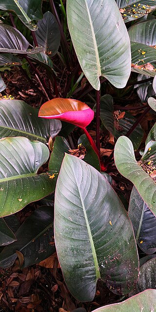 <i>Philodendron erubescens</i> Species of vine