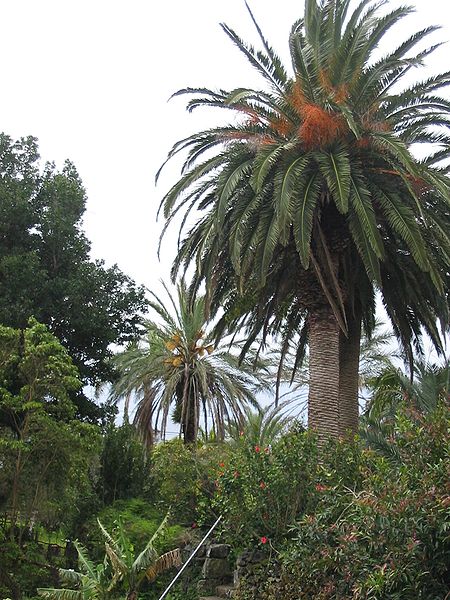 File:Phoenix canariensis (Habitus).jpg